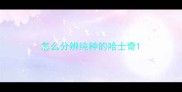 怎么分辨纯种的哈士奇