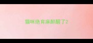 猫咪绝育麻醉醒了