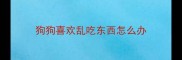 狗狗喜欢乱吃东西怎么办