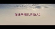 猫咪孕期乳房增大