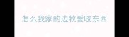 怎么我家的边牧爱咬东西