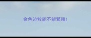 金色边牧能不能繁殖