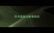 狂犬疫苗注射有效后