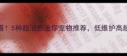 新手必看5种超治愈迷你宠物推荐低维护高颜值轻松养