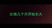 比格几个月开始长大