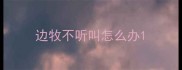 边牧不听叫怎么办
