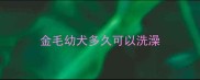 金毛幼犬多久可以洗澡