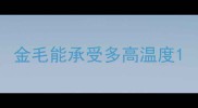金毛能承受多高温度