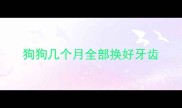 狗狗几个月全部换好牙齿