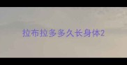 拉布拉多多久长身体