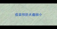 疫苗预防犬瘟细小