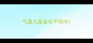 气温几度金毛不怕冷