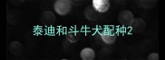 泰迪和斗牛犬配种