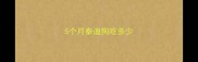 5个月泰迪狗吃多少