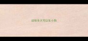 边牧多大可以生小狗