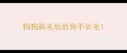 狗狗剃毛后后背不长毛