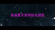 泰迪夏天贵宾短毛造型