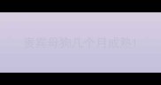贵宾母狗几个月成熟