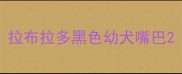 拉布拉多黑色幼犬嘴巴