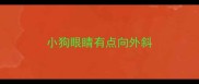 小狗眼睛有点向外斜