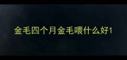 金毛四个月金毛喂什么好