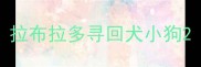 拉布拉多寻回犬小狗