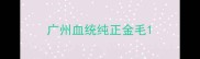 广州血统纯正金毛