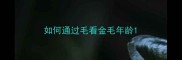 如何通过毛看金毛年龄