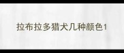 拉布拉多猎犬几种颜色