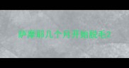 萨摩耶几个月开始脱毛
