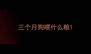三个月狗喂什么粮