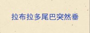 拉布拉多尾巴突然垂