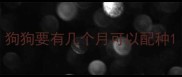 狗狗要有几个月可以配种