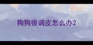 狗狗很调皮怎么办
