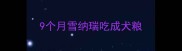 9个月雪纳瑞吃成犬粮
