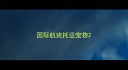 国际航班托运宠物