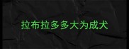 拉布拉多多大为成犬