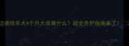 边境牧羊犬4个月大该做什么超全养护指南来了