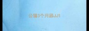 公猫3个月舔JJ