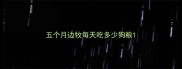 五个月边牧每天吃多少狗粮