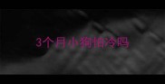 3个月小狗怕冷吗