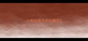 小狗拉完干的拉稀的