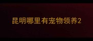 昆明哪里有宠物领养