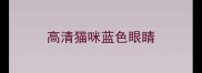 高清猫咪蓝色眼睛