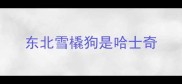 东北雪橇狗是哈士奇