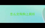 怎么交狗狗上厕所