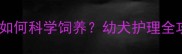 哈士奇两个月大如何科学饲养幼犬护理全攻略附图解