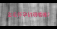 金毛怀孕初期嗜睡