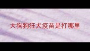 大狗狗狂犬疫苗是打哪里