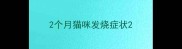 2个月猫咪发烧症状